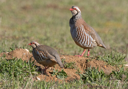 Red-leg Partridge  DM1632